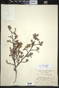 Malacomeles denticulata image