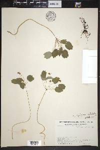 Image Associated With the Occurence