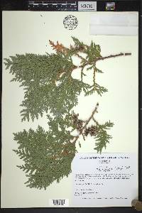 Thuja occidentalis image