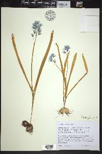 Puschkinia scilloides image