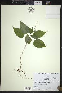 Circaea canadensis image