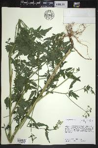 Torilis japonica image