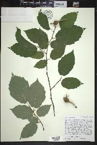 Corylus cornuta image