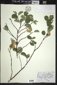 Amelanchier spicata image