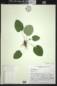 Viola rotundifolia image