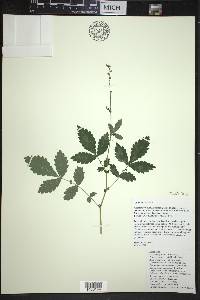 Agrimonia rostellata image