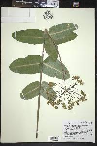 Asclepias amplexicaulis image