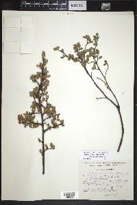 Malacomeles denticulata image