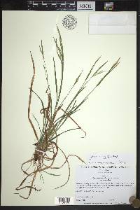 Carex ormostachya image