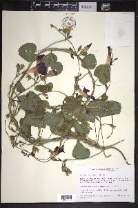 Ipomoea purpurea image