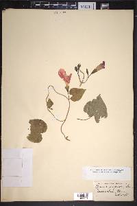 Ipomoea purpurea image