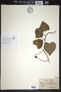 Ipomoea pandurata image