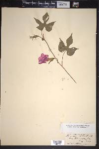 Ipomoea nil image