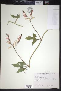 Ipomoea lobata image