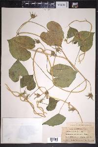 Ipomoea purpurea image