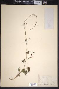 Ipomoea hederifolia image