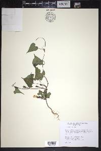 Ipomoea lacunosa image