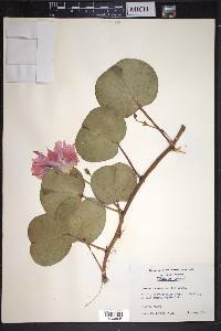 Ipomoea pes-caprae image