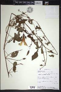 Ipomoea pandurata image