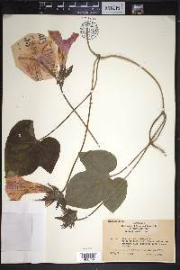 Ipomoea indica image