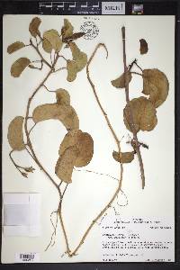 Ipomoea pes-caprae image