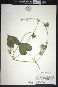 Ipomoea hederacea image