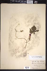 Ipomoea hederacea image