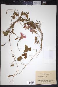 Ipomoea purpurea image