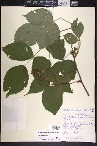 Rubus canadensis image