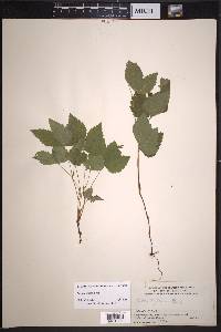 Rubus pubescens image