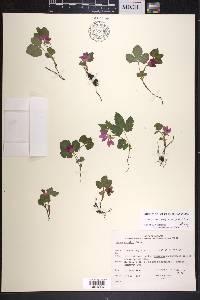Rubus arcticus image