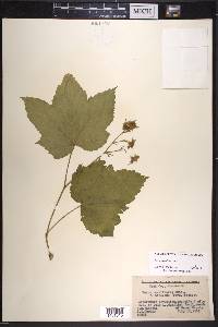 Rubus parviflorus image