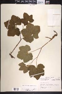 Rubus chamaemorus image