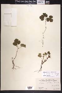 Rubus arcticus subsp. stellatus image