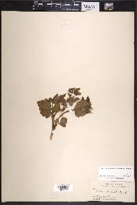 Rubus spectabilis image