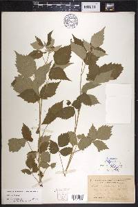 Rubus occidentalis image