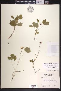 Rubus arcticus subsp. acaulis image