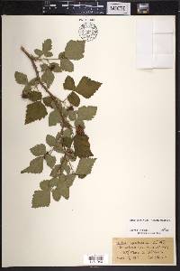 Rubus spectabilis image