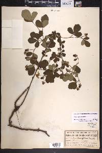 Rubus cuneifolius image