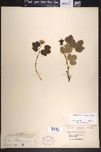 Rubus chamaemorus image