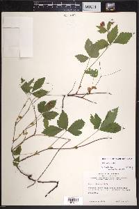 Rubus pubescens image