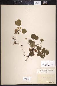 Rubus repens image