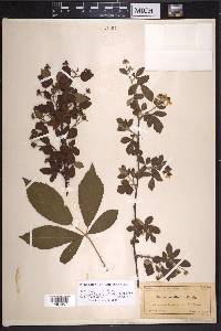 Rubus randolphiorum image