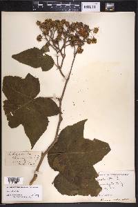 Rubus odoratus image