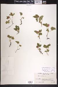 Rubus arcticus subsp. acaulis image