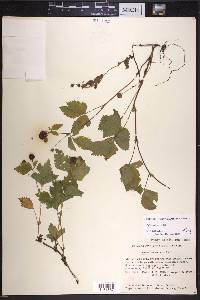 Rubus pubescens image