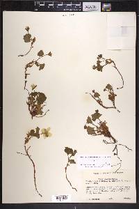 Rubus chamaemorus image