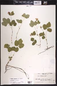 Rubus paracaulis image