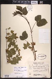 Rubus heterophyllus image