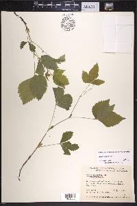 Rubus pubescens image